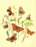 Humphreys Henry Transformations 1841 Butterflies 8 A4 Photo Print