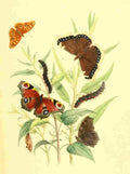 Humphreys Henry Transformations 1841 Butterflies 9 A4 Photo Print