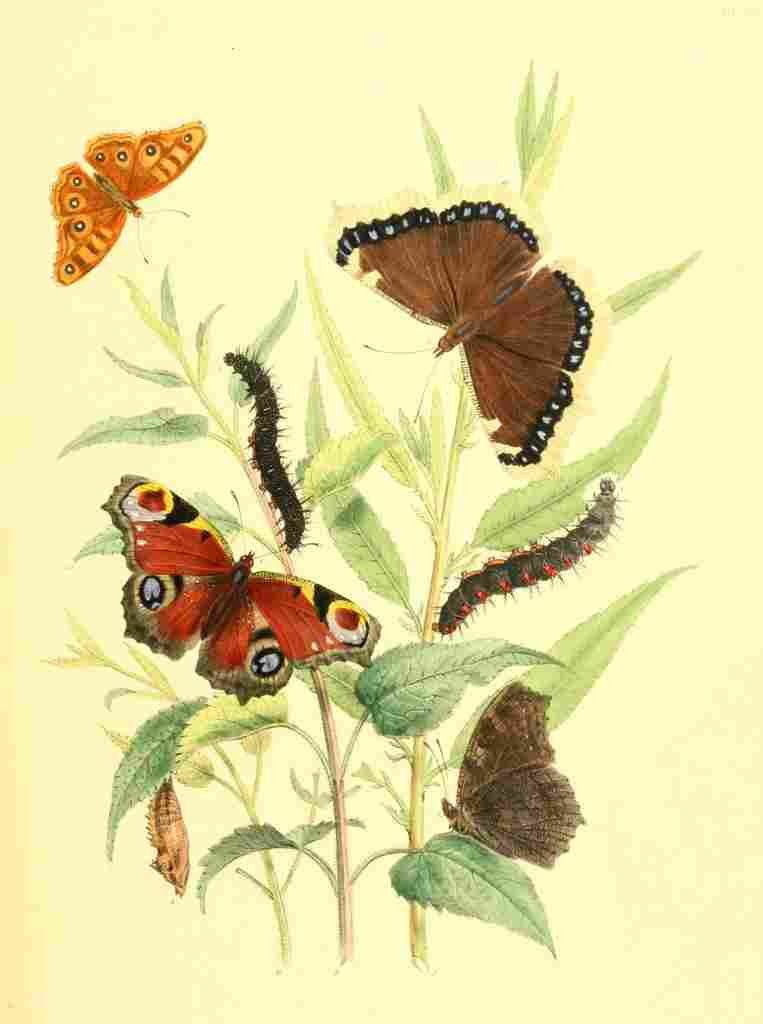 Humphreys Henry Transformations 1841 Butterflies 9 A4 Photo Print