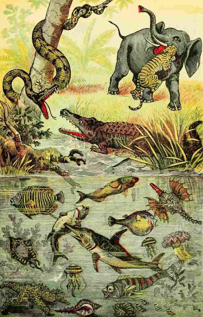 Hunting Big Game 1909 Animals Reptiles & Fish Tropics A4 Photo Print