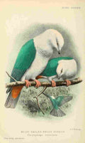Huth AS 1902 Blue tailed Fruit Pigeon A4 Photo Print
