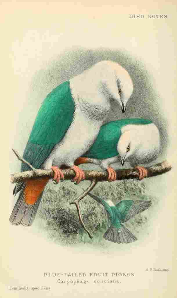 Huth AS 1902 Blue tailed Fruit Pigeon A4 Photo Print