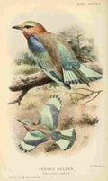 Huth AS 902 Indian Roller A4 Photo Print