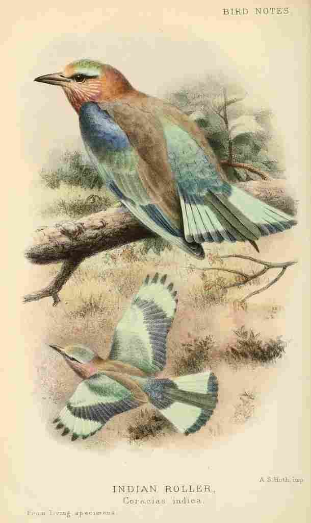 Huth AS 902 Indian Roller A4 Photo Print