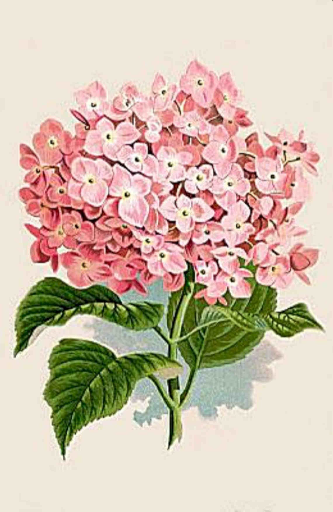 Hydrangea Pink Botanical Vintage Retro Advert Poster A4 Photo Print