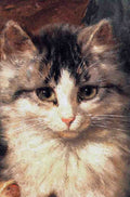Illustrated Cat Book 1 012 Vintage Illustration A4 Photo Print