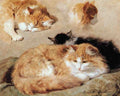 Illustrated Cat Book 1 034 Vintage Illustration A4 Photo Print