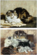 Illustrated Cat Book 1 109 Vintage Illustration A4 Photo Print