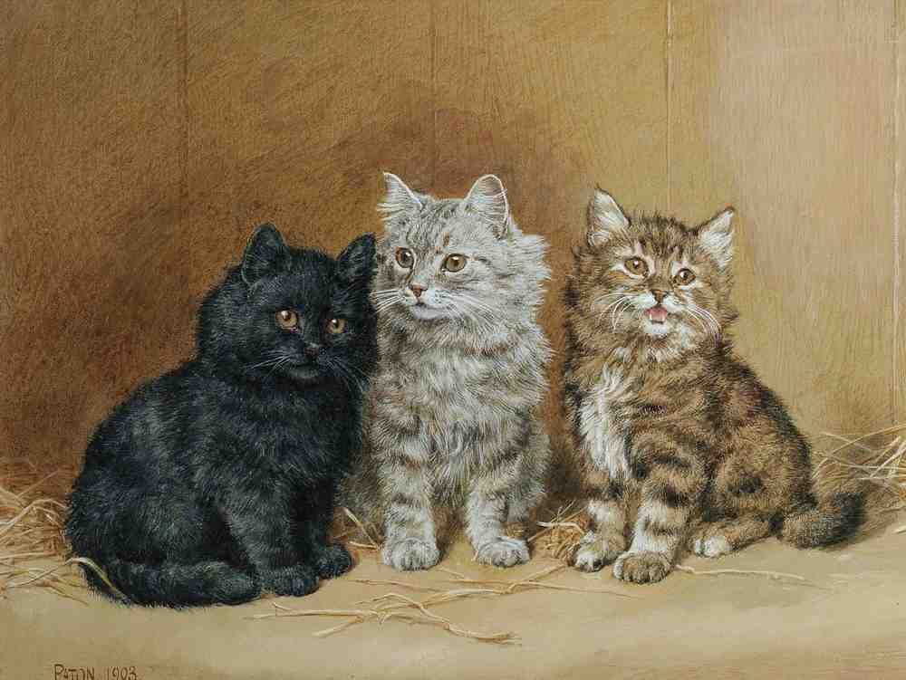 Illustrated Cat Book 1 124 Vintage Illustration A4 Photo Print