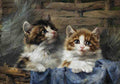 Illustrated Cat Book 2 023 Vintage Illustration A4 Photo Print