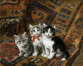 Illustrated Cat Book 2 027 Vintage Illustration A4 Photo Print