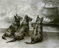 Illustrated Dog Book 2 062 Vintage Illustration A4 Photo Print
