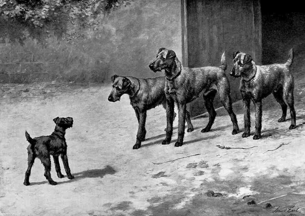 Illustrated Dog Book 2 064 Vintage Illustration A4 Photo Print
