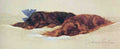 Illustrated Dog Book 2 065 Vintage Illustration A4 Photo Print