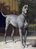 Illustrated Dog Book 2 073 Vintage Illustration A4 Photo Print