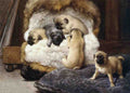 Illustrated Dog Book 2 081 Vintage Illustration A4 Photo Print