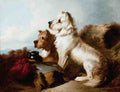 Illustrated Dog Book 2 099 Vintage Illustration A4 Photo Print