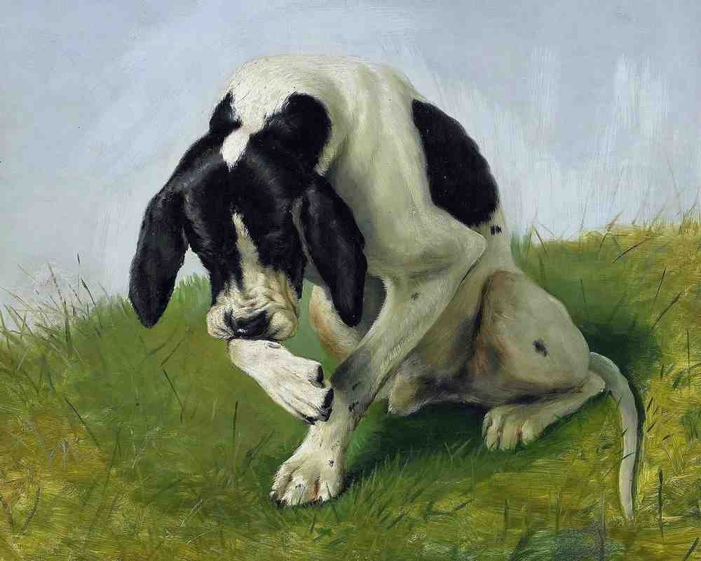 Illustrated Dog Book 2 161 Vintage Illustration A4 Photo Print