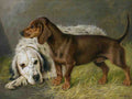 Illustrated Dog Book 2 162 Vintage Illustration A4 Photo Print