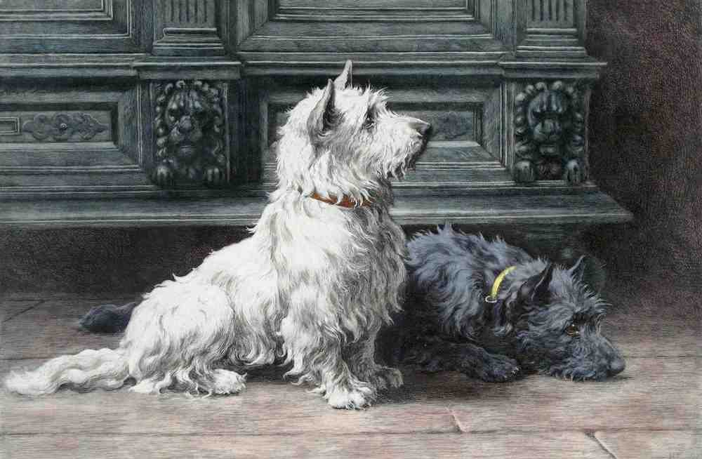 Illustrated Dog Book 2 166 Vintage Illustration A4 Photo Print