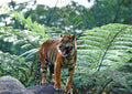 Indian Tiger in Jungle A4 Photo Print