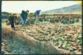 Ireland 385009 Preparing Peat For Fuel A4 Limited Edition Watercolour Print