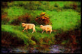 Ireland 385032 Follow The Leader A4 Limited Edition Watercolour Print