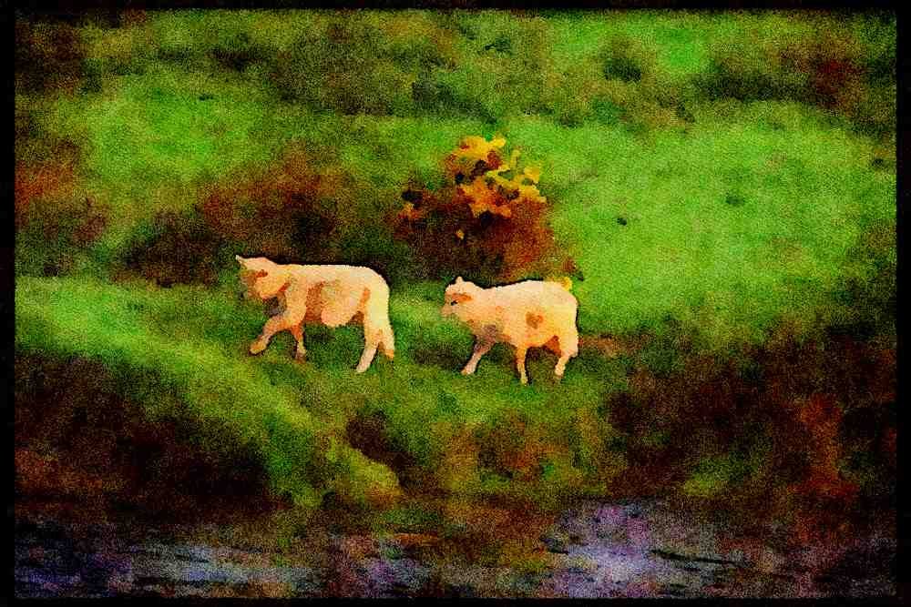 Ireland 385032 Follow The Leader A4 Limited Edition Watercolour Print
