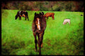 Ireland 385033 A Four legged Welcome A4 Limited Edition Watercolour Print
