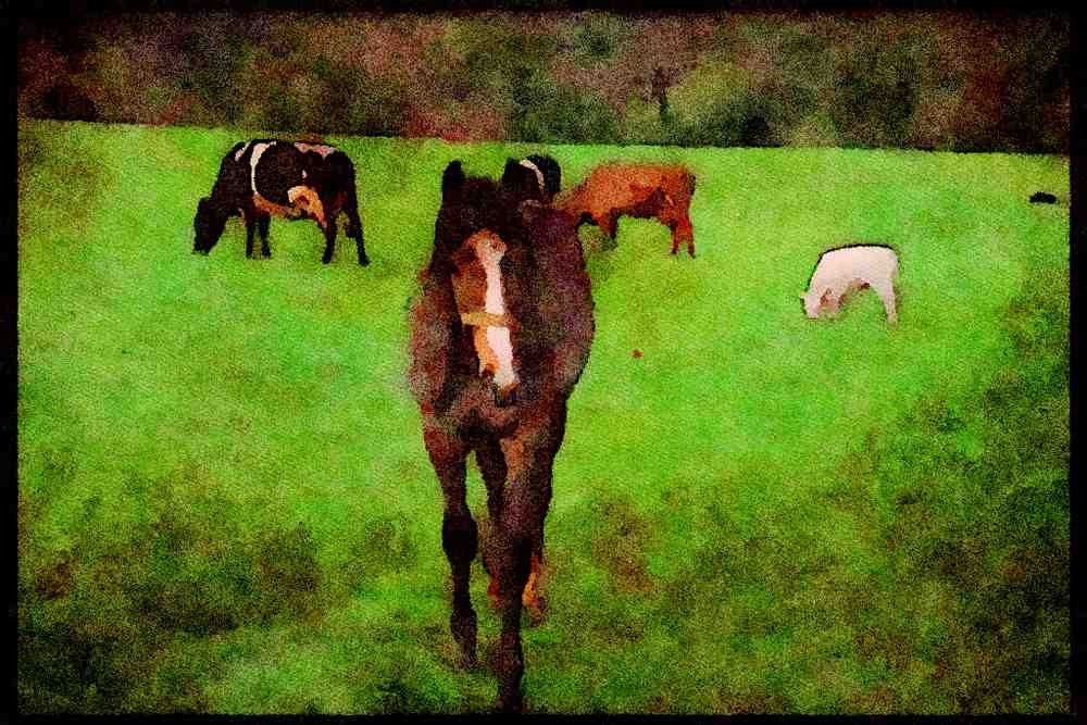Ireland 385033 A Four legged Welcome A4 Limited Edition Watercolour Print