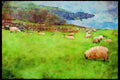 Ireland 385081 Sheep, Dingle Peninsula A4 Limited Edition Watercolour Print