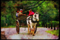 Ireland 385095 Jaunting Cart, Muckross Estate A4 Limited Edition Watercolour Print