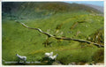 Ireland Coomakister Pass Ring Of Kerry A4 Photo Print
