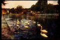Ireland Emerald Isle 017081 Swans In The Canal, Cork A4 Limited Edition Watercolour Print