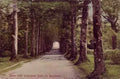 Ireland Roscommon Beech Walk Rockingham A4 Photo Print