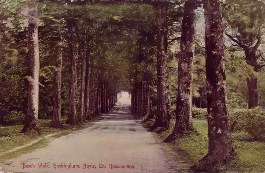 Ireland Roscommon Beech Walk Rockingham A4 Photo Print