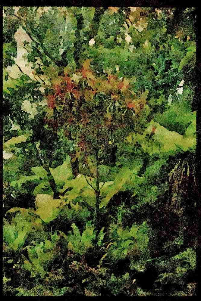 Italian Italy 036003 Vegetation, Moehau Mountain, Coromandel Peninsula A4 Limited Edition Watercolour Print