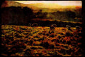 Italian Italy 036065 Sheep Grazing, North Island A4 Limited Edition Watercolour Print