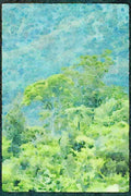 Italian Italy 036088 Forest On Moehau Mountain, Coromandel Peninsula A4 Limited Edition Watercolour Print