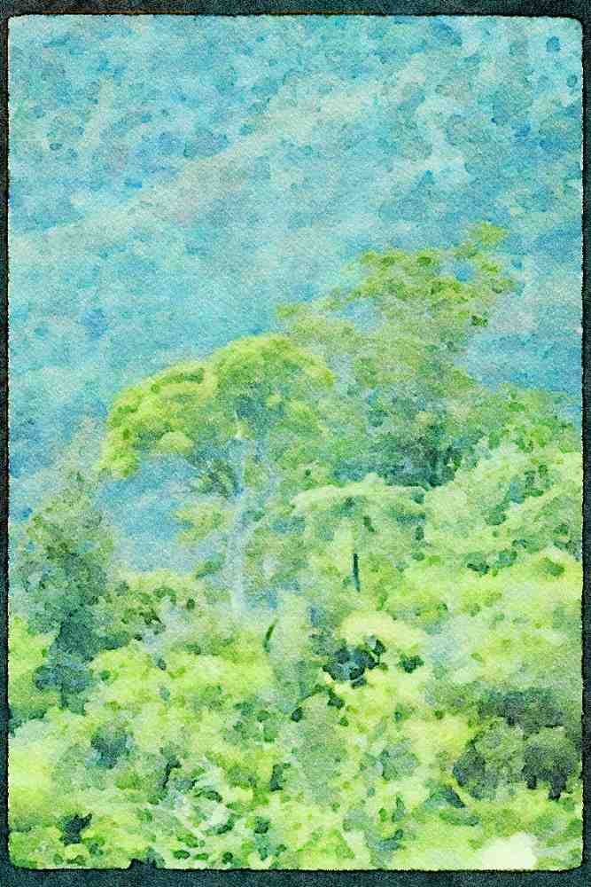 Italian Italy 036088 Forest On Moehau Mountain, Coromandel Peninsula A4 Limited Edition Watercolour Print