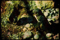 Italian Italy 036137 White flippered Penguins A4 Limited Edition Watercolour Print