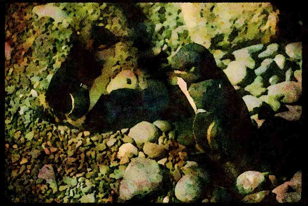 Italian Italy 036137 White flippered Penguins A4 Limited Edition Watercolour Print