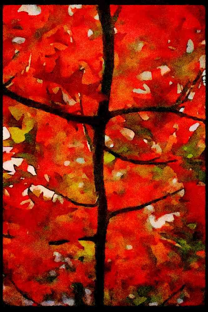 Italian Italy 036167 Tree, Wanaka A4 Limited Edition Watercolour Print