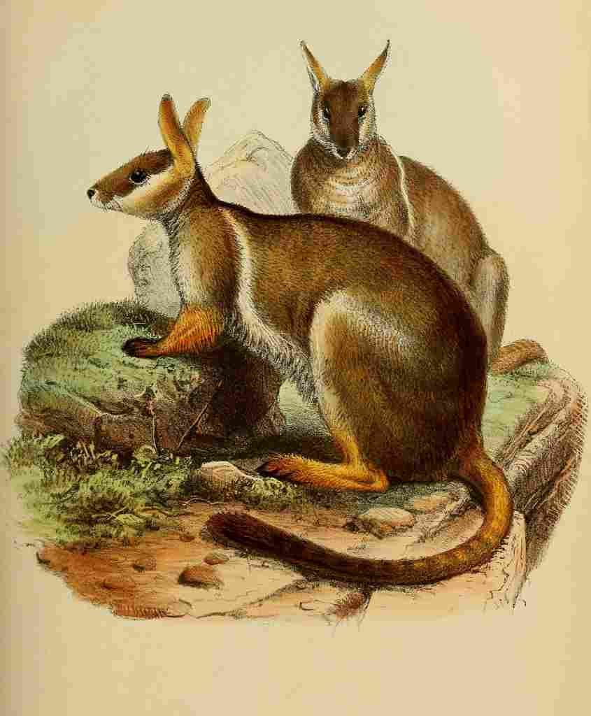 J Wolf Lith 1833 Wallaby A4 Photo Print