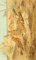 JCK Royal Natural History 1893 Desert Finch & Desert Lark A4 Photo Print