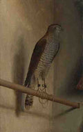 Jacopo De' Barbari A Sparrowhawk A4 Photo Print