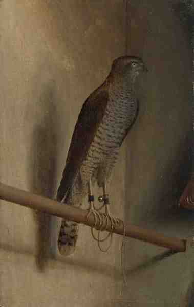 Jacopo De' Barbari A Sparrowhawk A4 Photo Print