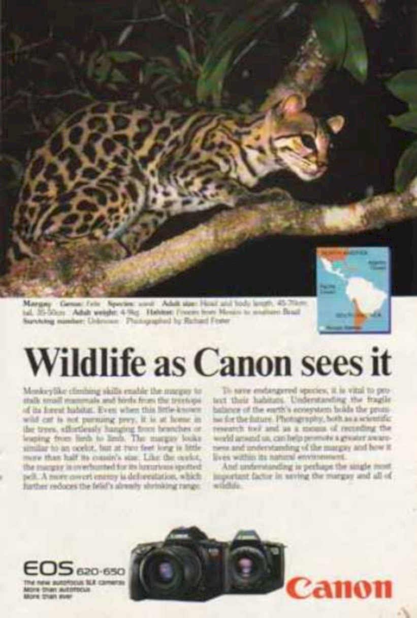 Jaguar Canon Eos Vintage Retro Advert Ads A4 Photo Print