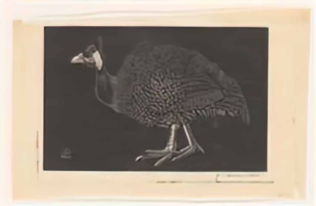 Jan Mankes parelhoen rp p 1981 253 Art A4 Photo Print