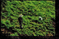 Japan 065002 Tea Plantation A4 Limited Edition Watercolour Print